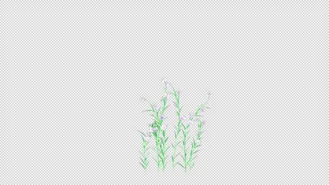 Green Petunia growing Stock Footage 321232007