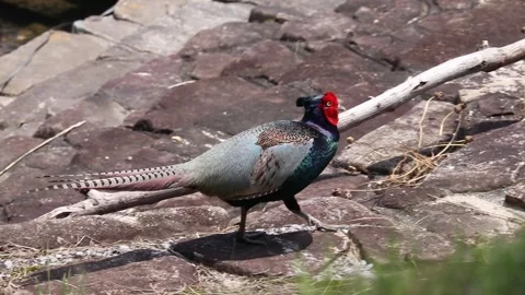 Green Pheasant jumping across stepping stones in a beautiful river Vol.01 Stock-Footage 337925525