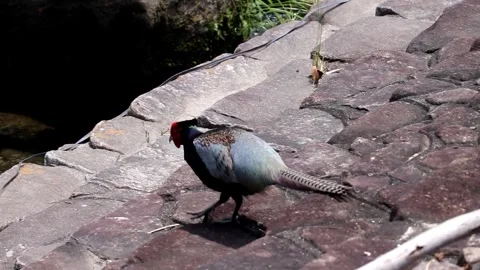 Green Pheasant jumping across stepping stones in a beautiful river Vol.04 Stock-Footage 337925569