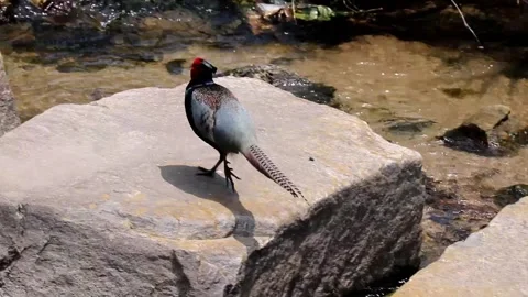 Green Pheasant jumping across stepping stones in a beautiful river Vol.03 Vidéo 337925612