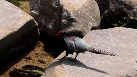 Green Pheasant jumping across stepping stones in a beautiful river Vol.02 Stock-Footage 337925613