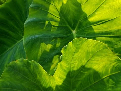 Green Philodendron Leaves as Pattern Background Stock Photos