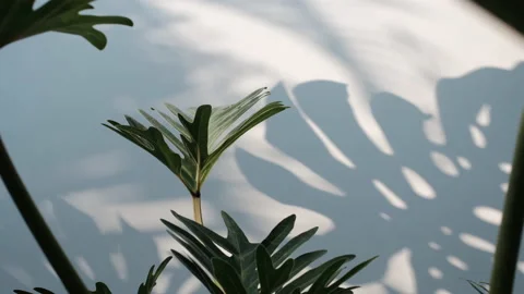 Green Philodendron xanadu leaf with Shadow Monstera deliciosa leaf on white wall Stock Footage 171447233