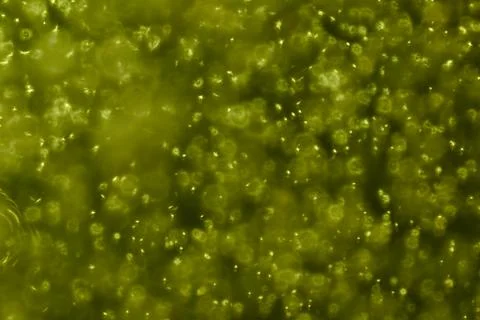 Green. Stock Photos