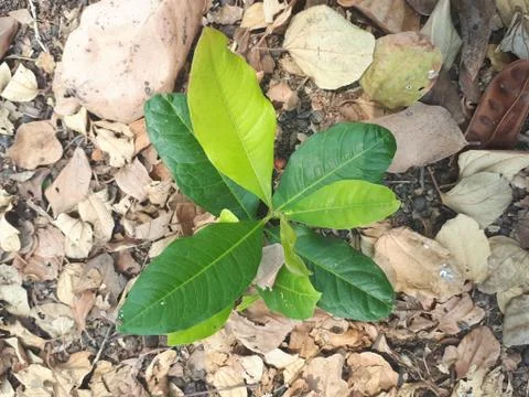 Green Fotos de archivo