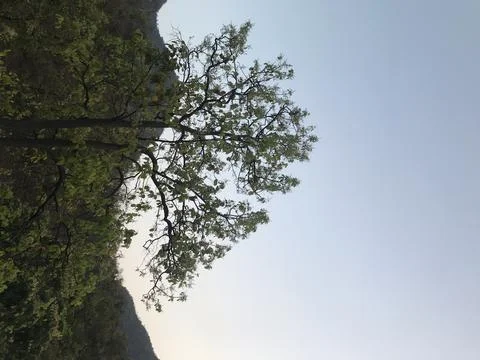 The green Stock Photos