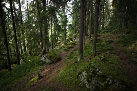 Into the green Stock Photos