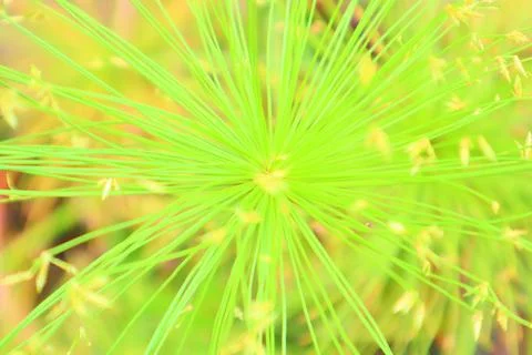 Green Foto stock