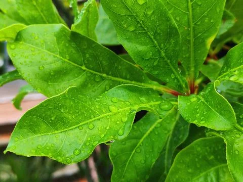 Green 스톡 사진
