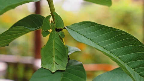 Green Phylliidae sticking under a leaf and well camouflaged and themes toward Stock Footage 146610451