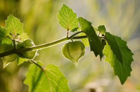 Green physalis on branch as background. Stock Photos