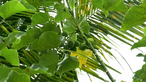 Green Physic Nut Fruits Growing on Tropical Tree Stockbeeldmateriaal 340680299