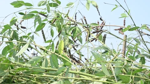Green pigeon pea pod. 库存影片 259031722