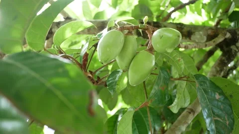 Green Pili Nuts Stock Footage 165401093