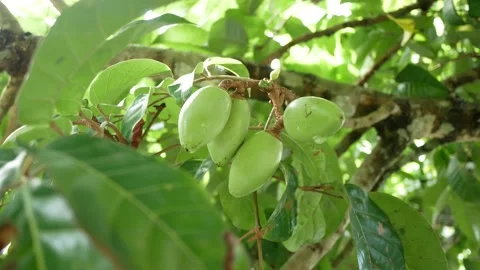 Green Pili Nuts Stock Footage 165401097