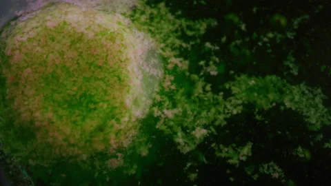 Green pill dissolving in liquid Stock Footage 255668522