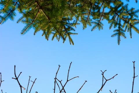 Green pine and branches without leaves against sky Stock Photos