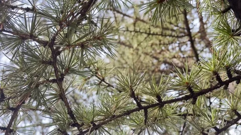 Green pine and sky 스톡 동영상 220614290