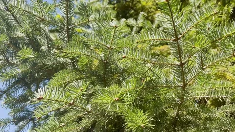 Green pine and sky 스톡 동영상 220614291
