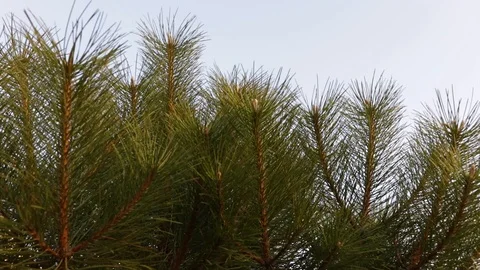 Green pine on a background of blue sky. Background, Christmas background, New Ye Stock Footage 119916023