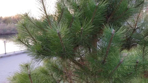 Green pine on a background of blue sky, river and buildings Stock Footage 119916029