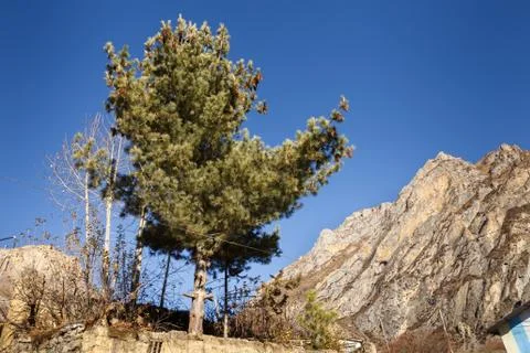 Green pine on a background of blue sky and mountains Stock Photos