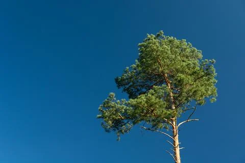 Green pine on a background of the blue sky Stock Photos