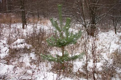 Green pine on a background of white snow with brown grass stems Stock Photos
