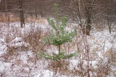 Green pine on a background of white snow with brown grass stems Stock Photos