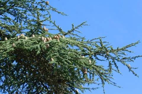 Green pine with big cones Stock Photos