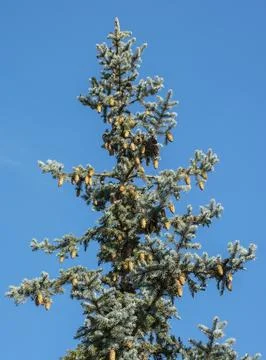 Green pine with big cones Stock Photos