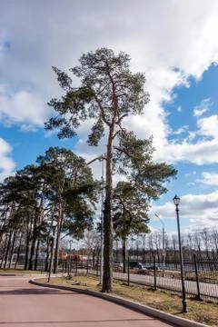 Green pine on blue sky background Stock Photos