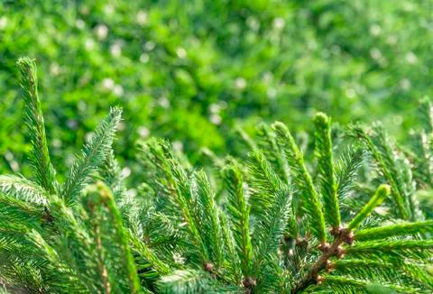 Green pine bokeh background Foto stock