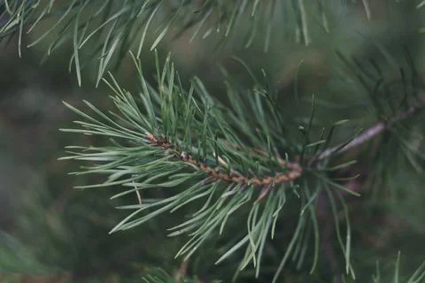 Green pine branch close up, selective focus. Clean air concept Stock Photos