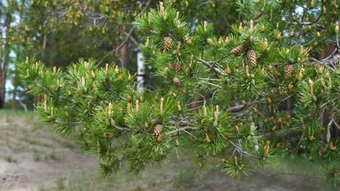 A green pine branch with cones sways in the wind Stock Footage 318093631
