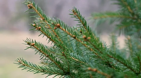 Green pine branch Stock Footage 2740755