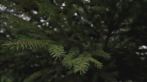 Green pine branch Stock Footage 2741357