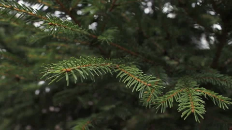 Green pine branch Stock Footage 2874648