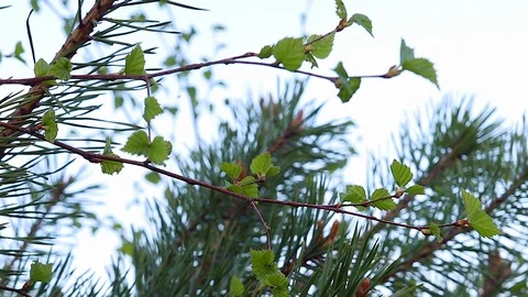 Green pine branch Video stock 89728709