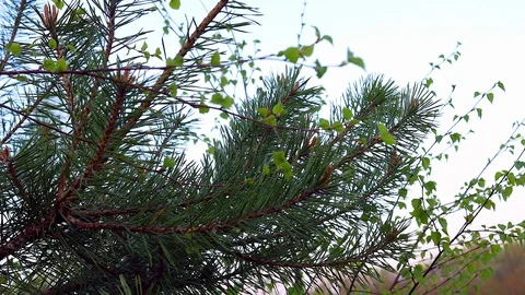 Green pine branch Stock Footage 89741812