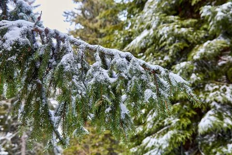 Green pine branch with ice in pine forest Stock Photos