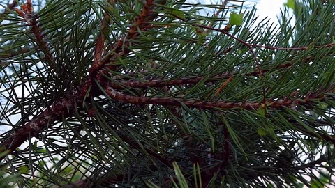 Green pine branch with insect Stock Footage 89728650