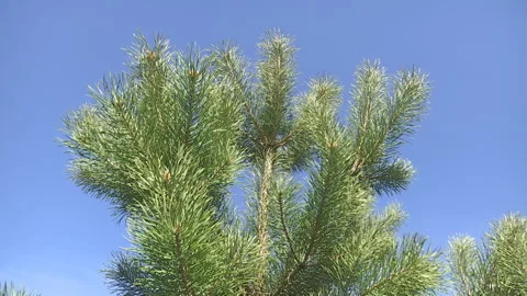 Green pine branch moving in the light wind breeze. Stock Footage 89152170