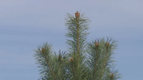 Green pine branch moving in the light wind breeze. Vidéo 89152316