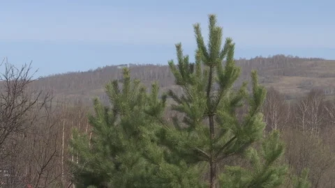 Green pine branch moving in the light wind breeze. 库存影片 89152324