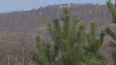 Green pine branch moving in the light wind breeze. 스톡 동영상 89152326