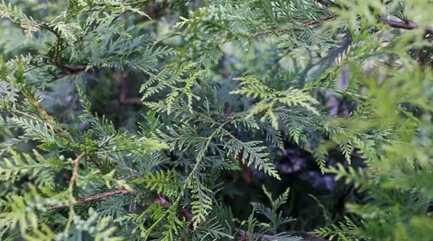 Green pine branch moving in the wind at sunset, spring background Stock Footage 62733320