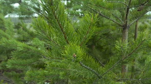 Green pine branch moving in the wind in forest Stock Footage 63323859