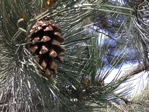 Green Pine Branch Moving in the Wind Video stock 75719676