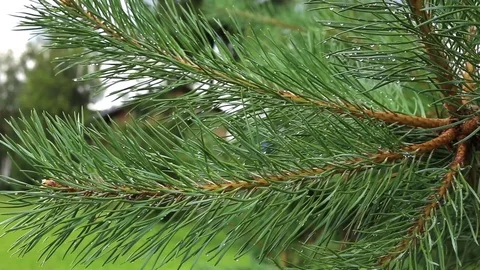 Green pine branch moving in the wind at sunset Stock Footage 80067440